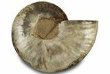 Cut & Polished Ammonite Fossil (Half) - Madagascar #323315-1